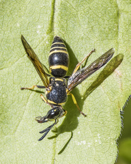 Euodynerus foraminatus