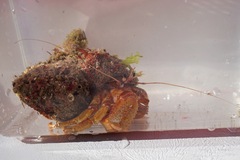 Pagurus bernhardus