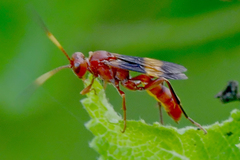 Trogomorpha arrogans