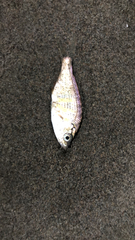 Cymatogaster aggregata