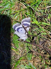 Catocala relicta