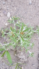 Gnaphalium uliginosum