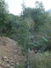 Crataegus pinnatifida