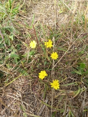Crepis capillaris