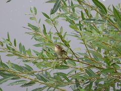 Acrocephalus schoenobaenus