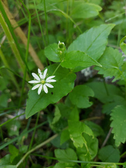 Stellaria bungeana