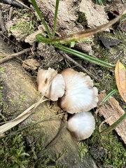 Crepidotus applanatus