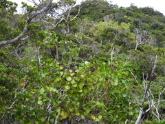 Cheirodendron trigynum