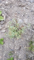 Gnaphalium uliginosum