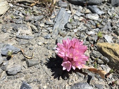 Lewisia
