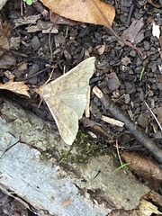 Renia flavipunctalis