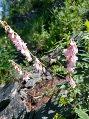 Hedysarum austrosibiricum