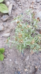 Gnaphalium uliginosum