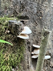 Crepidotus applanatus