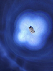 Tortricoidea