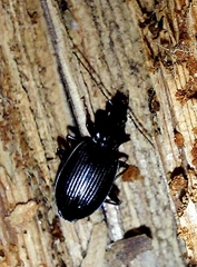 Limodromus assimilis