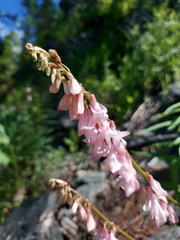 Hedysarum austrosibiricum