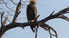 Terathopius ecaudatus