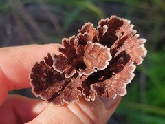 Thelephora terrestris