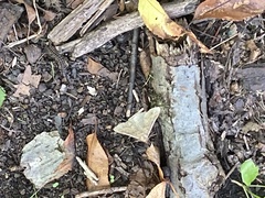 Renia flavipunctalis