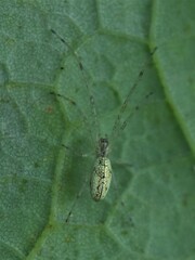 Tetragnatha extensa