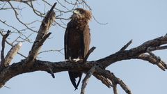 Terathopius ecaudatus