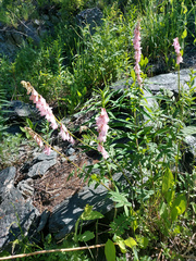 Hedysarum austrosibiricum