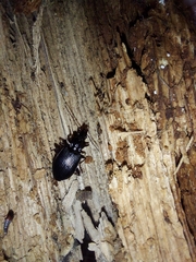 Limodromus assimilis