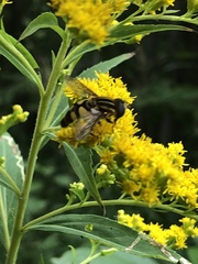 Helophilus fasciatus