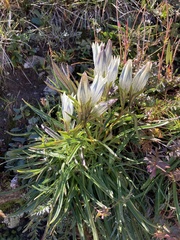 Gentiana algida