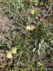 Pterygodium catholicum