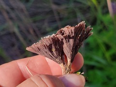 Thelephora terrestris
