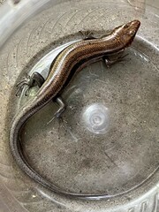 Plestiodon fasciatus