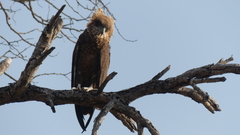 Terathopius ecaudatus