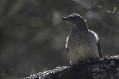 Indicator variegatus