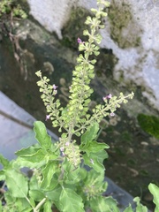 Ocimum tenuiflorum