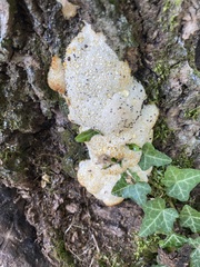 Pseudoinonotus dryadeus