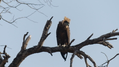 Terathopius ecaudatus