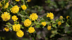 Acacia paradoxa