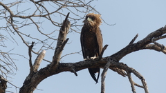 Terathopius ecaudatus
