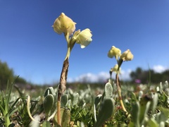 Pterygodium catholicum