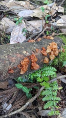 Sirobasidium magnum