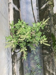 Ocimum tenuiflorum
