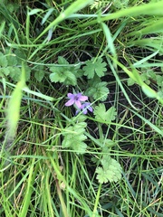 Erodium malacoides