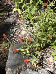 Erythranthe cardinalis