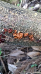 Sirobasidium magnum