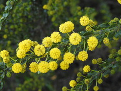 Acacia paradoxa