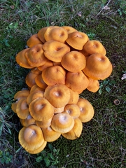 Tricholomopsis decora