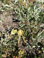 Pterygodium catholicum