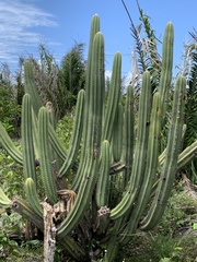 Pilosocereus